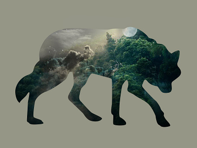 Lone Wolf Wanderer double exposure forest illustration lone wolf nightsky photoshop silouette vector wanderer wildlife wolf