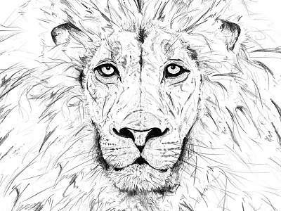 Lion King (sketch) animal born to rule illustration lion lion king sketching south africa wildlife