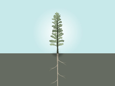 Pinus radiata pine roots tree