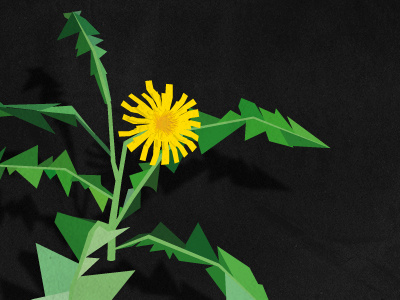 Dandelion dandelion illustration vector