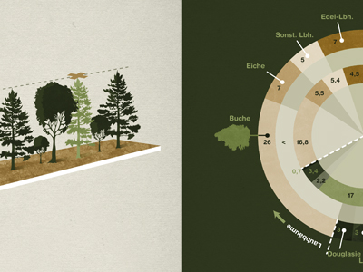 02 03 BaySF forest infographic tree