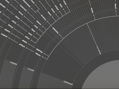 Taxonomy Infographic data tree of life chart infographic taxonomy