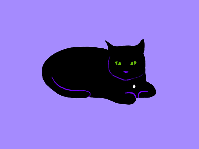 Black Cat animation black cat cat comic comic art drawing graphic design graphicdesign illustration motion motion design