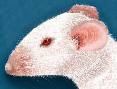 mouse illustration mouse procreate procreate art white mouse