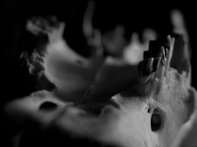 Sheep skull upside down black and white bones dark halloween horror macro photography photography sheep skull skull spooky