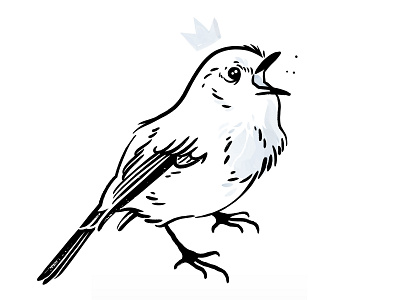 Robin bird feathers hand drawn brushes illustrator brushes ink ink brushes ink drawing inking brushes nature robin