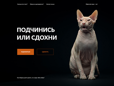 Bald cats cat design web website