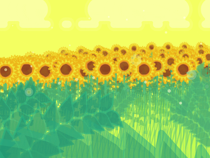 Sunflower Patch after animation design effects expression illustration motion summer sunflower vector