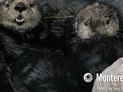 Cute Overload cute monterey bay aquarium otter sea otters