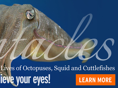 Tentacles - Common Cuttlefish blue cta interactive promo teaser