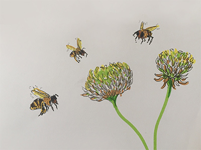 Bees over clovers bees clover drawing illlustration nature plants