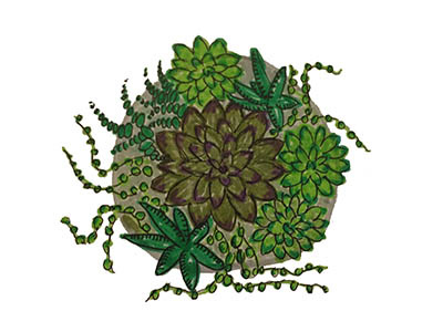 Assortiment of succulents drawing illustration nature plants succulents