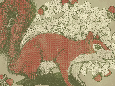 Rest animal drawing illustration nut squirrel