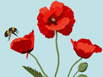 Poppy art bee bumble bee flower illustration insect nature poppy