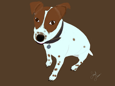 Dungee the Jack Russell