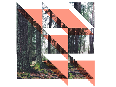 Forest Fragments fragments grid photography shapes