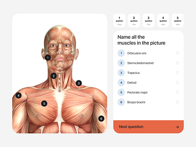 Tests for students. Museum of Health 3d anatomy app clean elements form health illustration ui