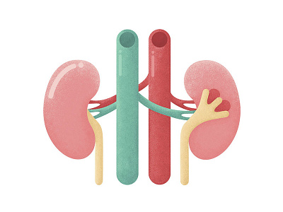 Kidneys flat illustration kidneys medicine