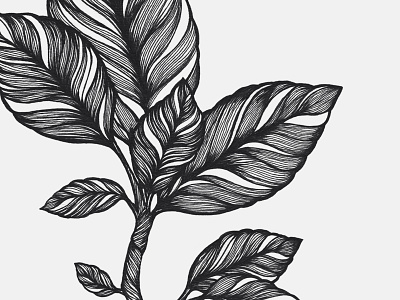 Magnolia Leaves black illustration ink white