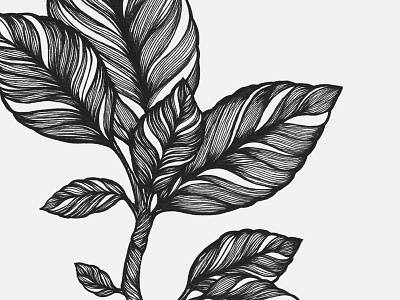 Magnolia Leaves