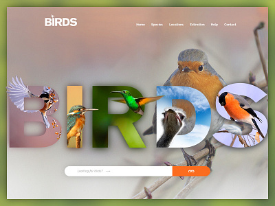 Birds Website design birds clean colors homepage minimal nature non profit website