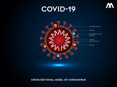 Cross-sectional model of coronavirus COVID-19 19 coffee corona coronavirus covid covid 19 covid19 cross cross sectional model design illustration model sectional vector virus