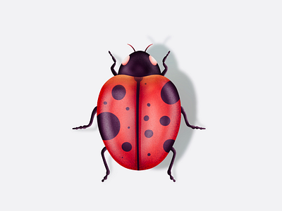 Insect illustration art concept drawing grain icon illustration insects logo procreate