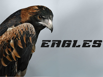 Eagles hand drawn realistic style