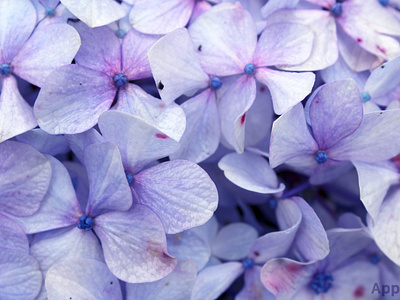 Flower with petals