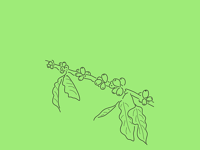 The 100 Day Project (2016 Edition) coffee coffee plant costa rica line drawing linear the100dayproject