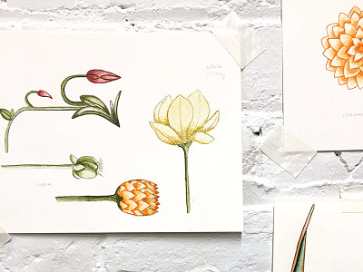 Watercolor botanicals flowers watercolor watercolor florals