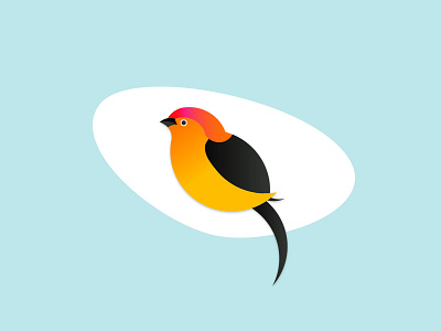 Pipra Logo bird brand branding illustration logo logo design website