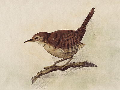 Eurasian Wren