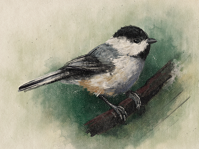 Black-capped Chickadee