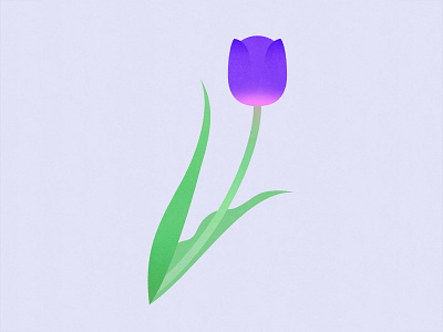 Tulip