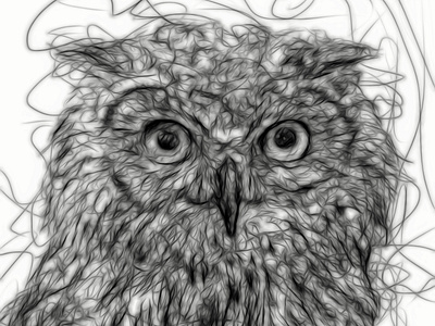 Owl animal bird continual line digital drawing illustration owl strigiformes