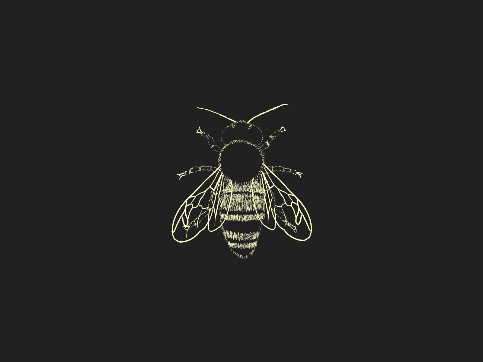 Bee's Knees by Margo Davis on Dribbble