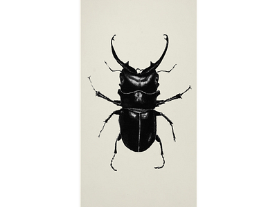 Stag Beetle drawing graphite drawing illustration