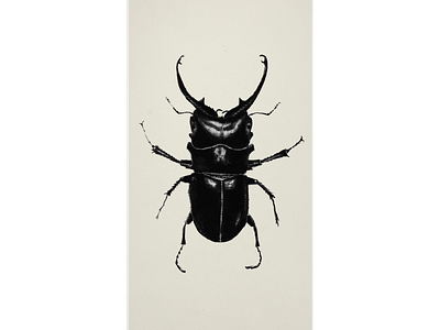 Stag Beetle