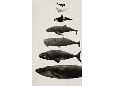 Whale Chart drawing graphite drawing illustration marine whale