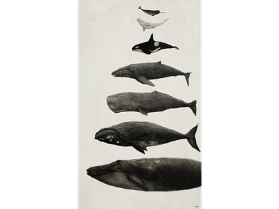 Whale Chart