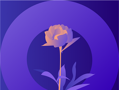 Rose illustration orange purple rose vector