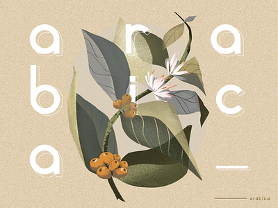 arabica bean coffee 向量 插图 设计