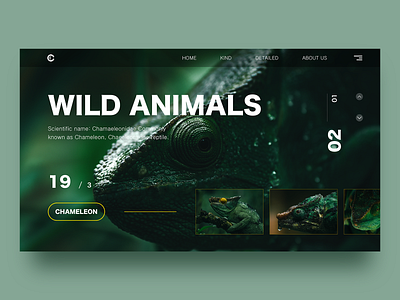 Animal World design ui web 设计