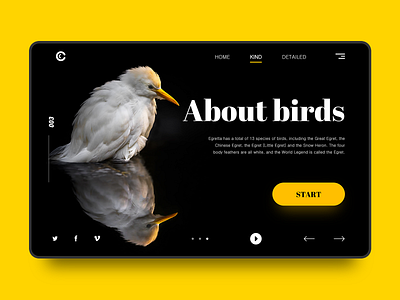 bird - 1 app design logo ui web 品牌 插图