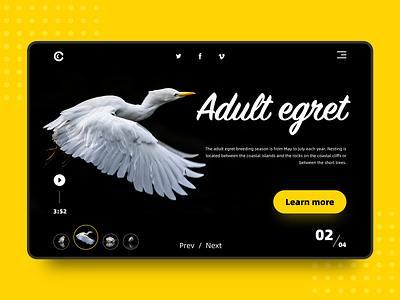 Bird - 2 app design illustration logo ui web website 插图 设计