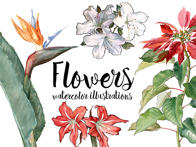 Flowers flowers garden illustration nature watercolor