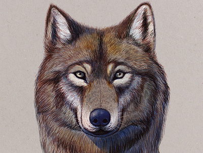 wolf illustration