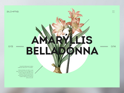 Alchimia Concept alcimia app design flower illustration minimal ui ux web website