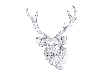 Deer Sketch Design